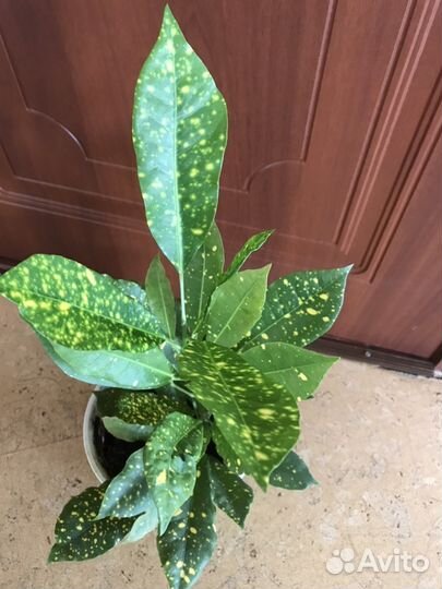 Кротон aureo maculatum