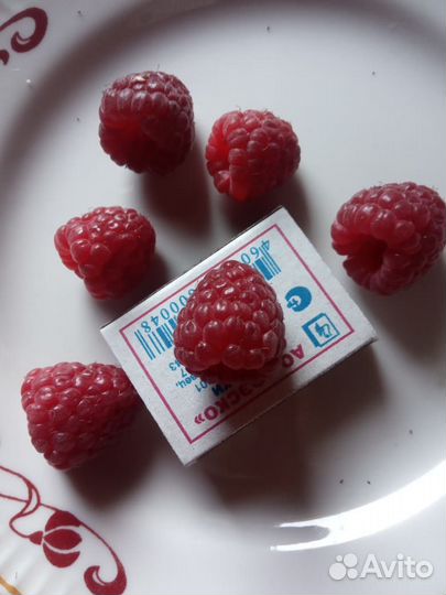 Продам кусты ремонтантной малины сорта 