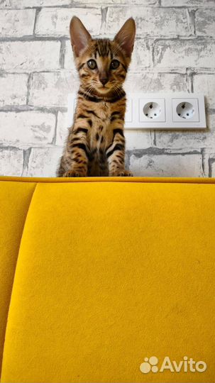 Бенгальская кошка бесплатно