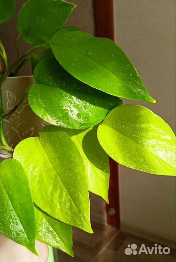 Сциндапсусы/эпипремнумы