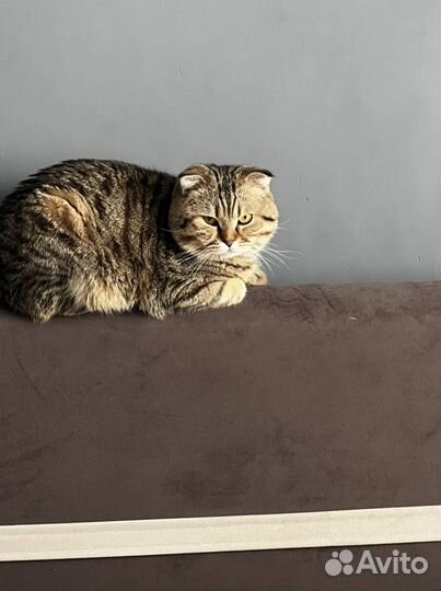 Кот ищет кошечку для вязки