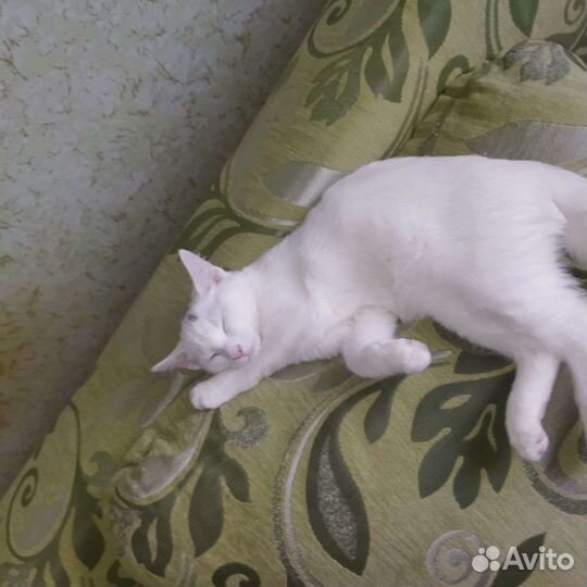 Отдам котёнка в добрые руки