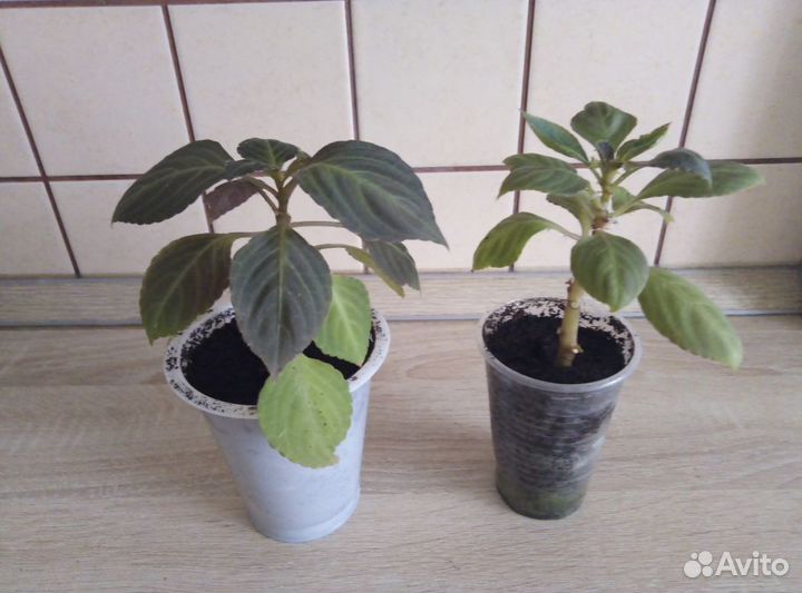 Комнатные цветы разные