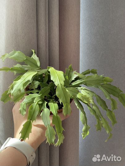 Декабрист шлюмбергера