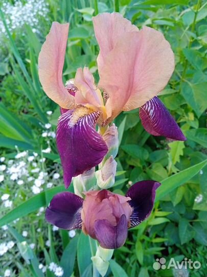 Многолетние цветы