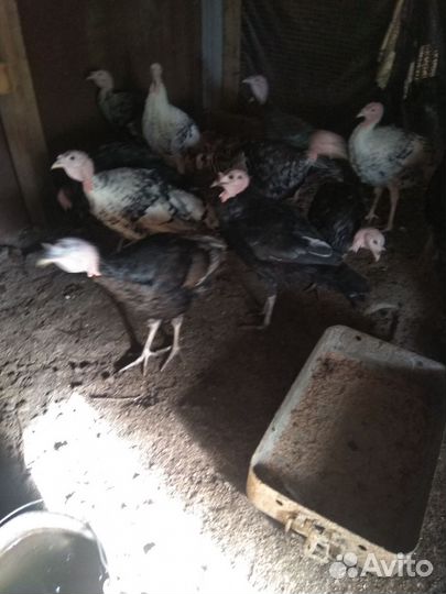 Индюки домашние