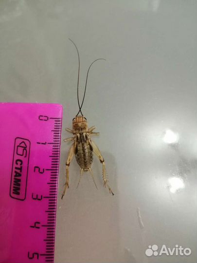 Сверчки банановые предимаго (заморозка)