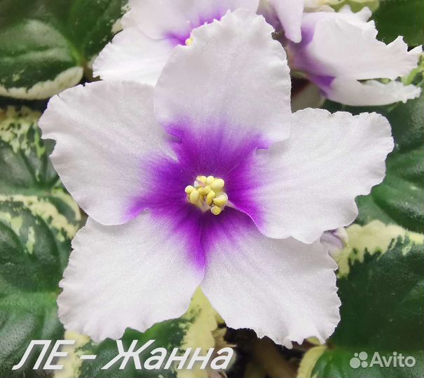 Цветы Фиалки