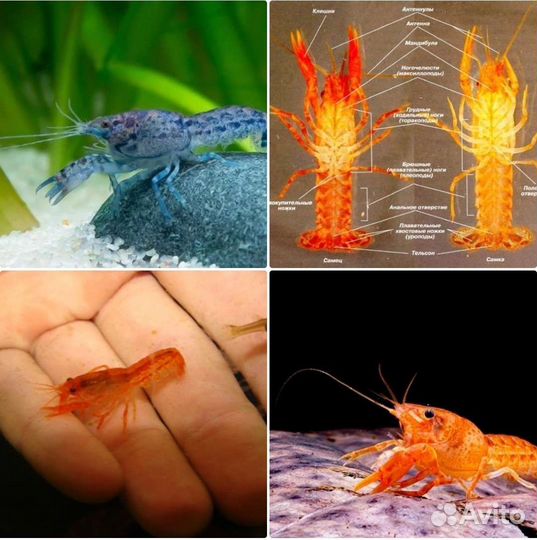 Аквариумные раки