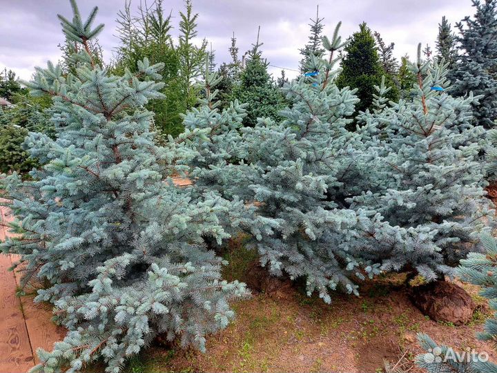 Ель голубая Эдит