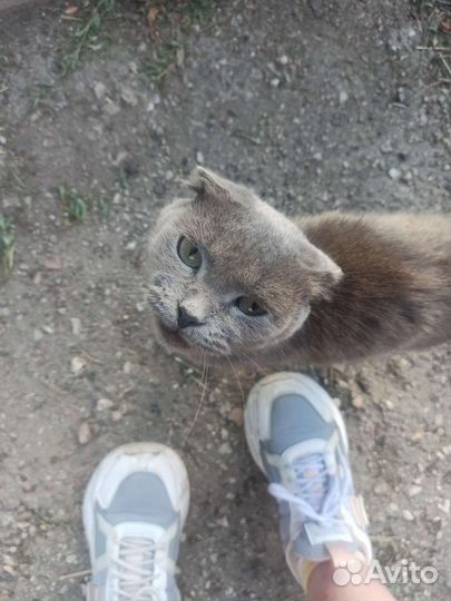 Стерилизованная шотландская вислоухая кошка