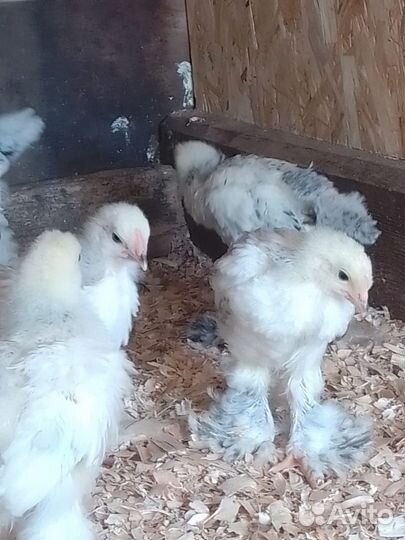 Молодые петухи, цыплята брама