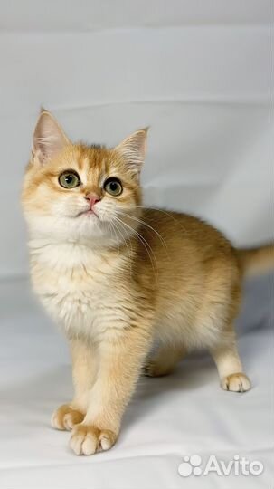 Котята британские золотые шиншиллы