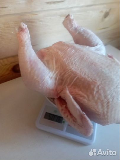 Куры бройлеры тушки мясо