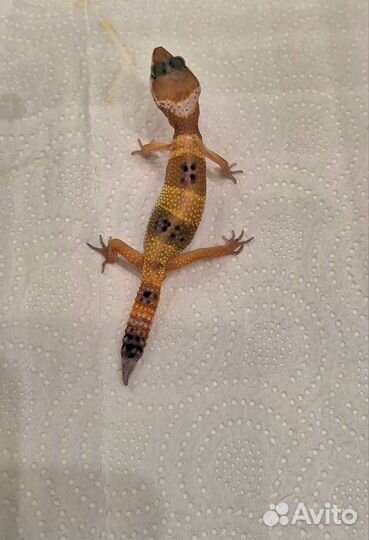 Геккон эублефар