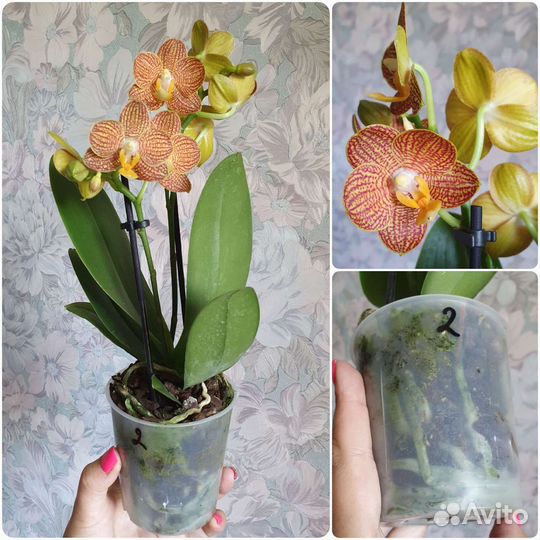 Орхидея фаленопсис Литтл Зорро