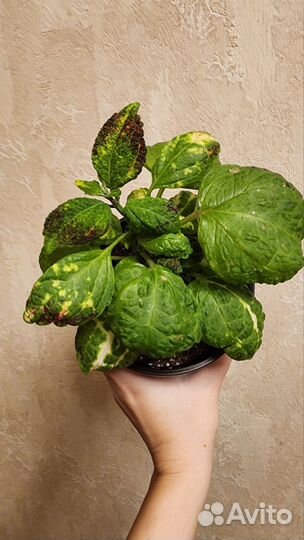 Колеусы срезы