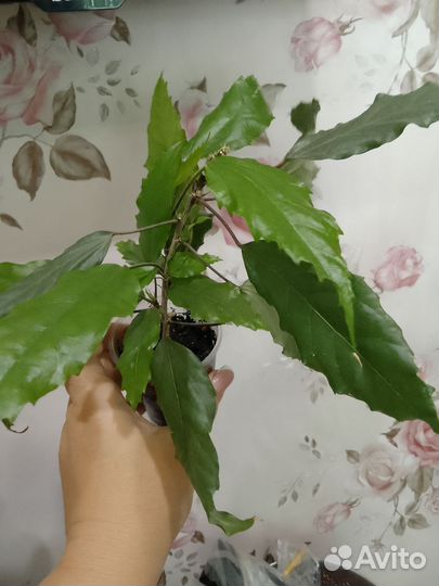 Комнатные растения