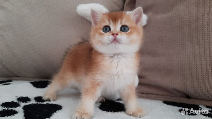 Британская шиншилла кошечка