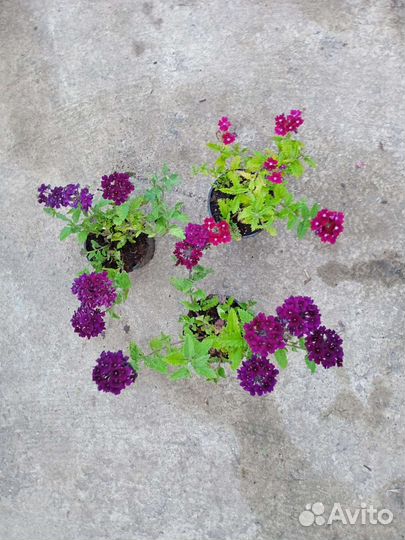 Вегетативные вербены и калибрахоа