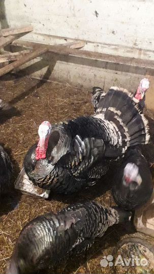 Инкубационное яйцо индейки и кур микс