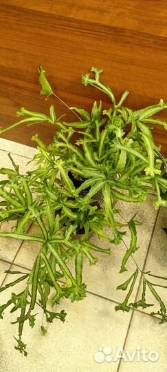 Папоротник птерис