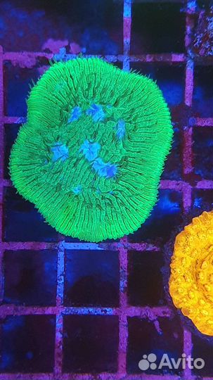 Кораллы в морской аквариум