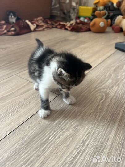 Котята в добрые руки даром бесплатно