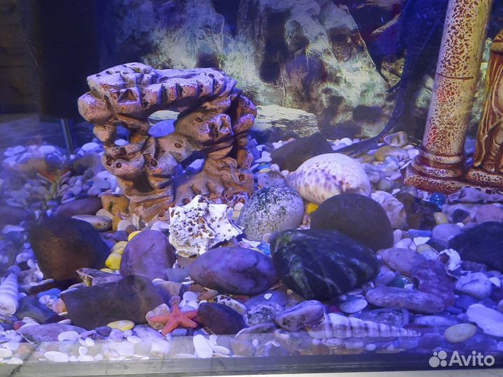 Аквариум