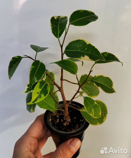 Фикус бенджамина