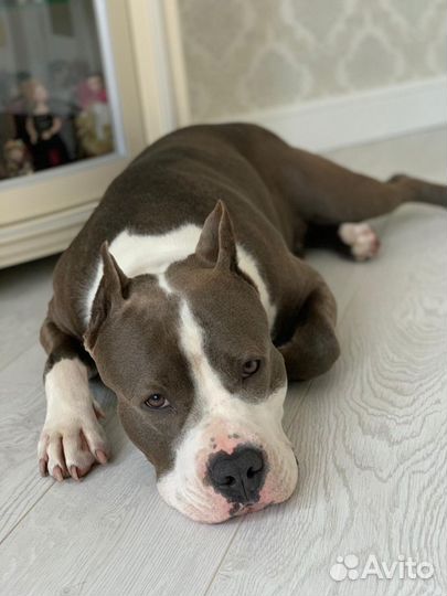 Вязка собак Американский Стафардширский терьер