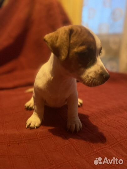 Щенки джек Рассел терьер