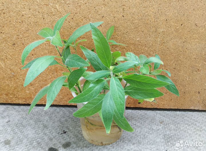 Руэллия, комнатное растение, черенки с корнями