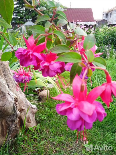 Фуксия цветущая