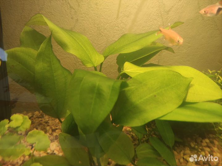 Эхинодорус