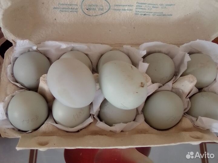 Инкубационное яйцо породы ухейлюй и марана