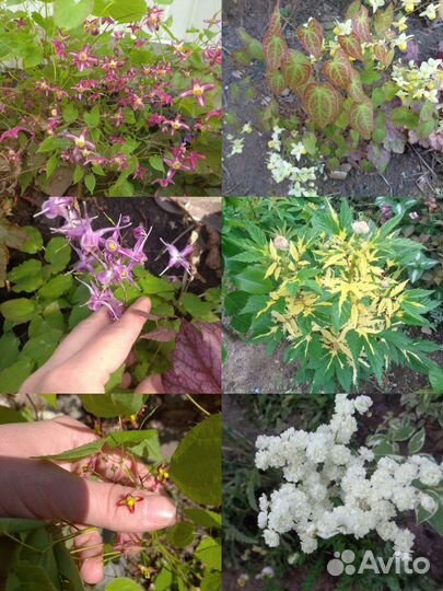 Садовые растения