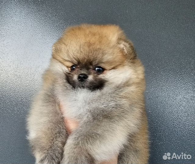 Померанский шпиц щенки