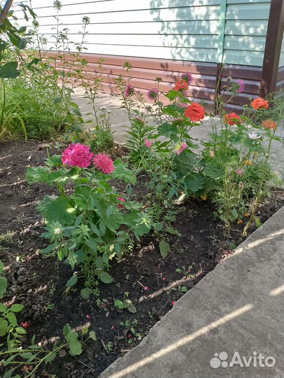 Цветы герани и толстянки