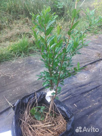 Саженцы граната, 3 года, Ахмар/Крымский полосатый