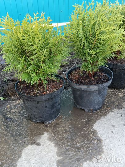 Хвойные растения