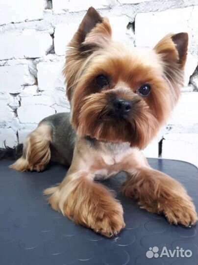 Вязка йоркширский терьер мини