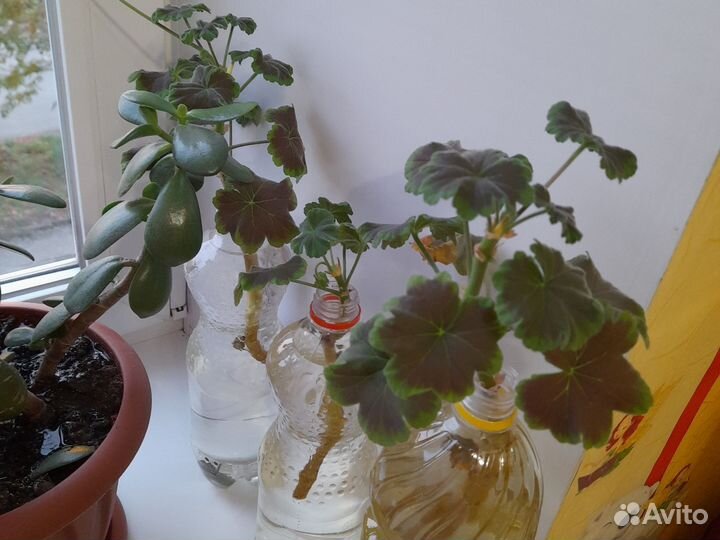 Герань пеларгония