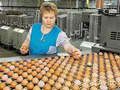 Набор Вахта Фасовщик яиц в короба Москва / Прожива