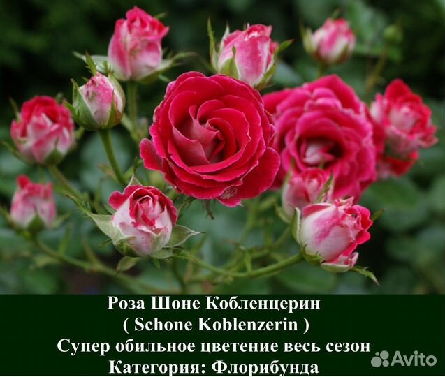 Розы Шоне Кобленцерин