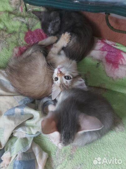 Котята турецкой ангоры