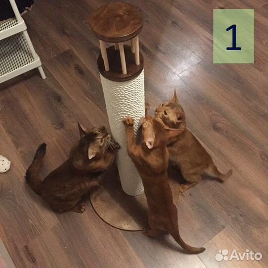 Когтеточка для кошек