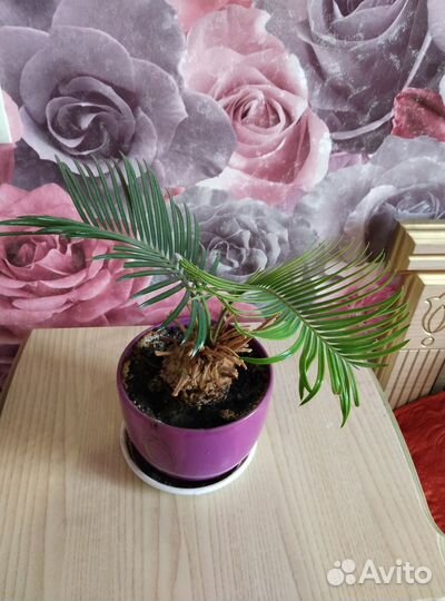 Пальма цикас