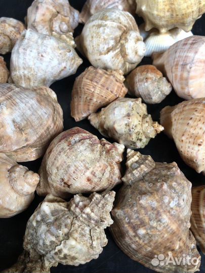 Набор морских, крупных ракушек