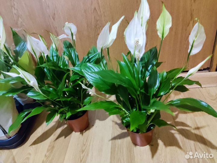 Спатифиллум 35 см